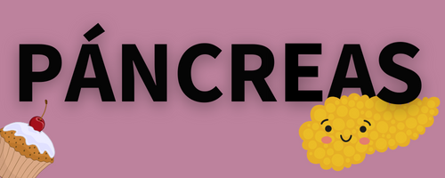 ¿Sabes qué es el páncreas?
